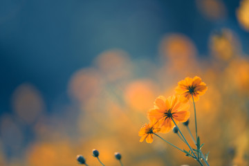 福特福睿斯买哪个配置/福特福睿斯的配置